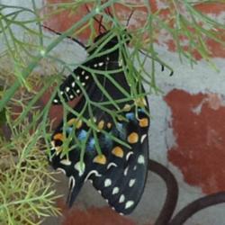 Location: backyard/courtyard
Date: 6/10/2015
My caterpillars have emerged today!!! Black swallowtails!!