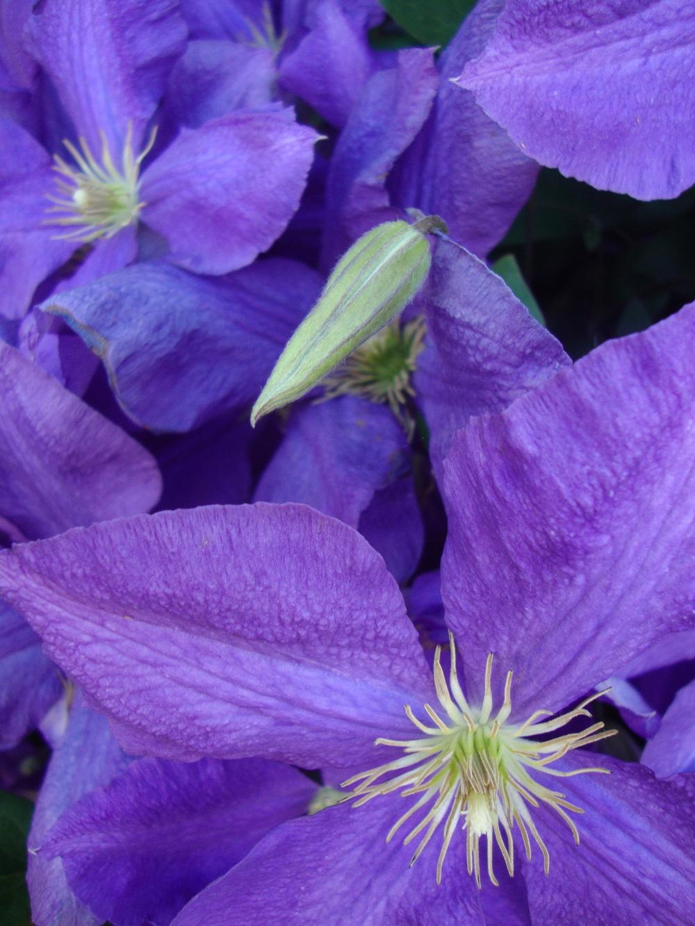 Photo of Clematis 'Jackmanii' uploaded by Paul2032