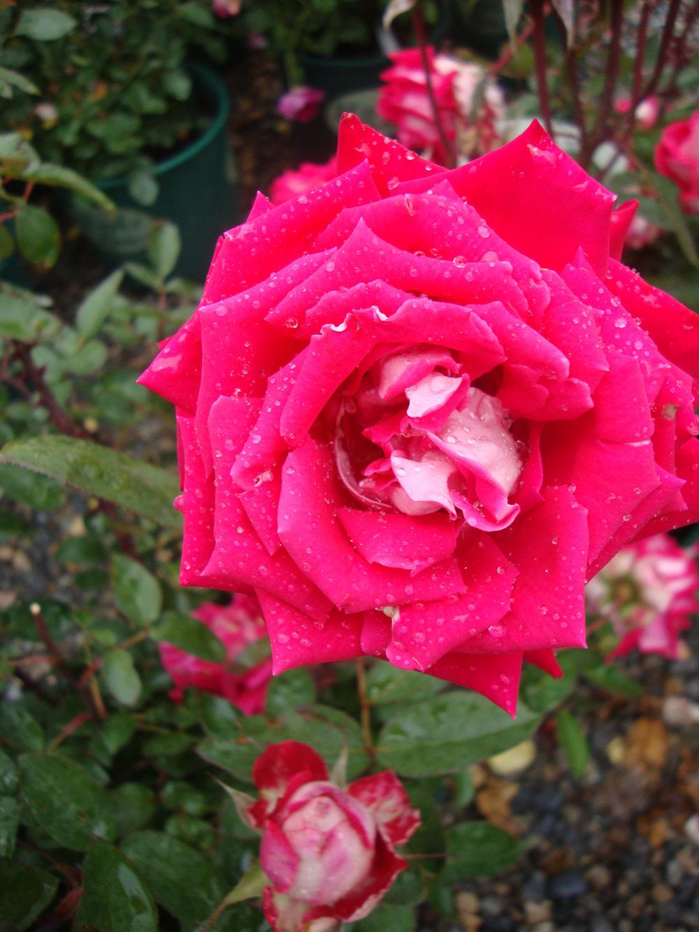 Photo of Rose (Rosa 'Love') uploaded by Paul2032