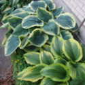 Hostas Are Wonderful in Containers