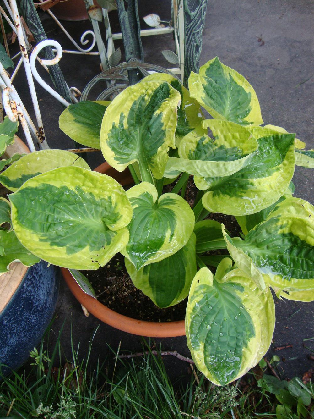 Hostas Are Wonderful in Containers - Garden.org