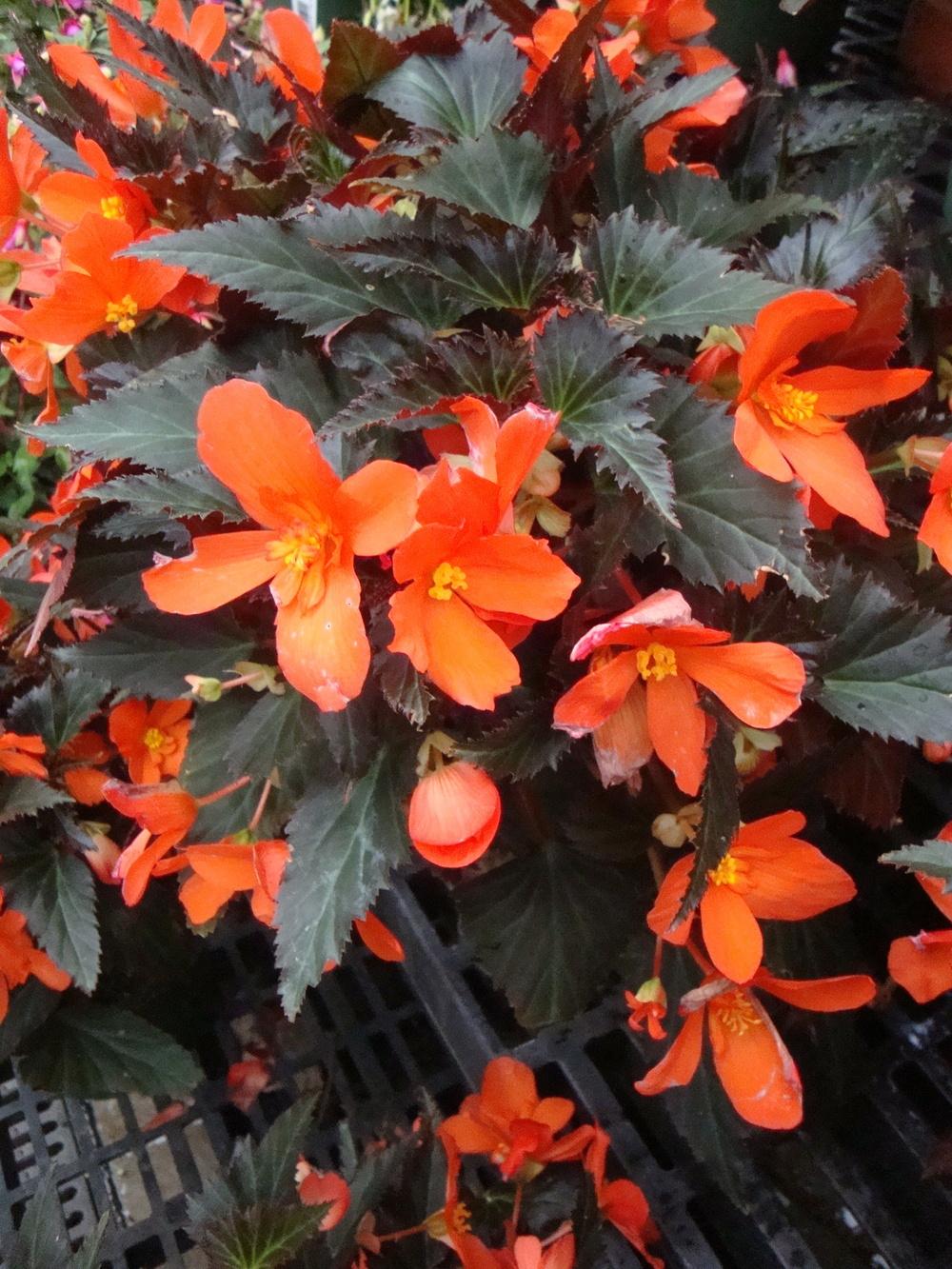 Photo of Begonia Bonfire® Choc Red uploaded by Paul2032