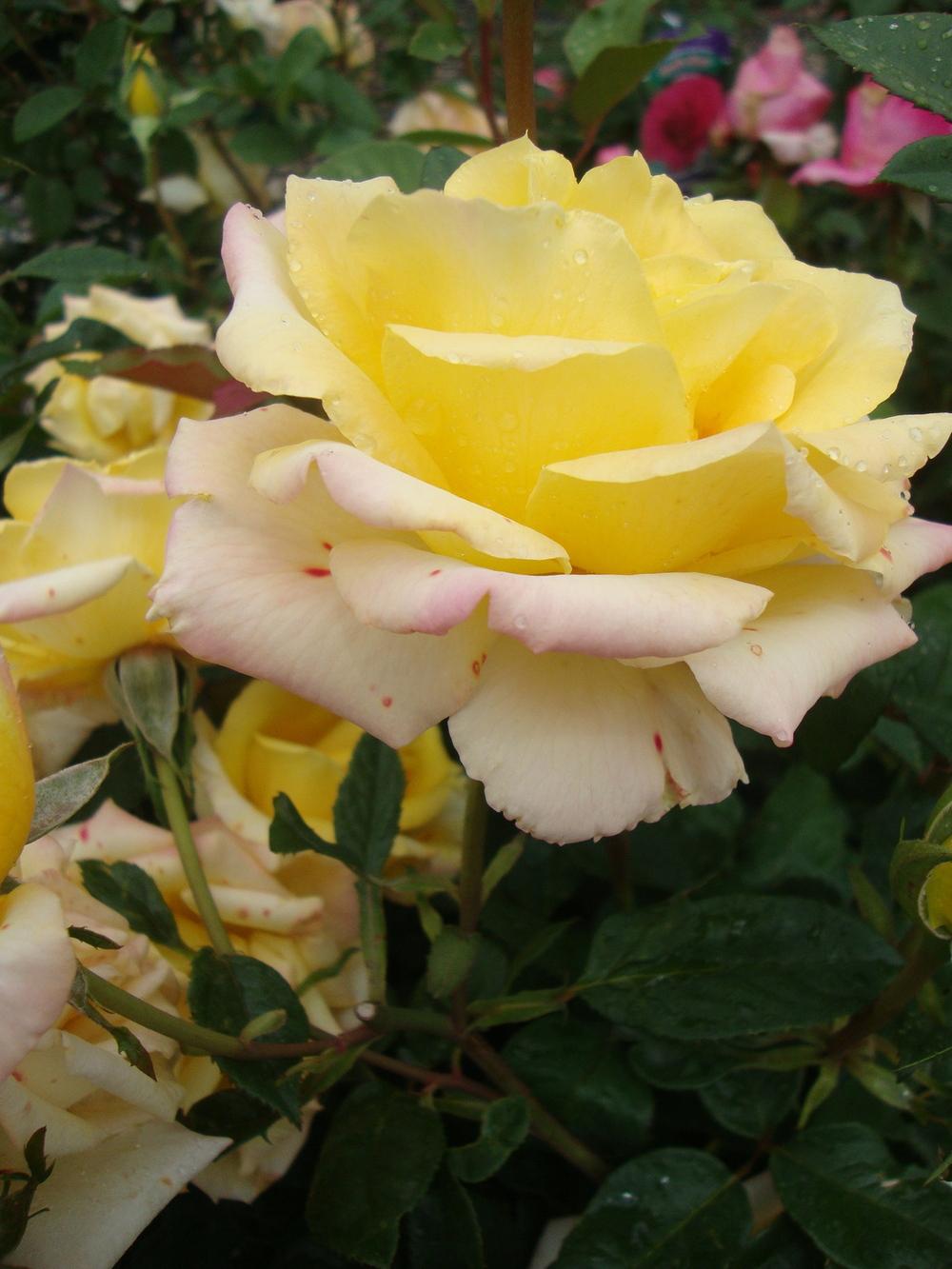Photo of Rose (Rosa 'Gold Medal') uploaded by Paul2032