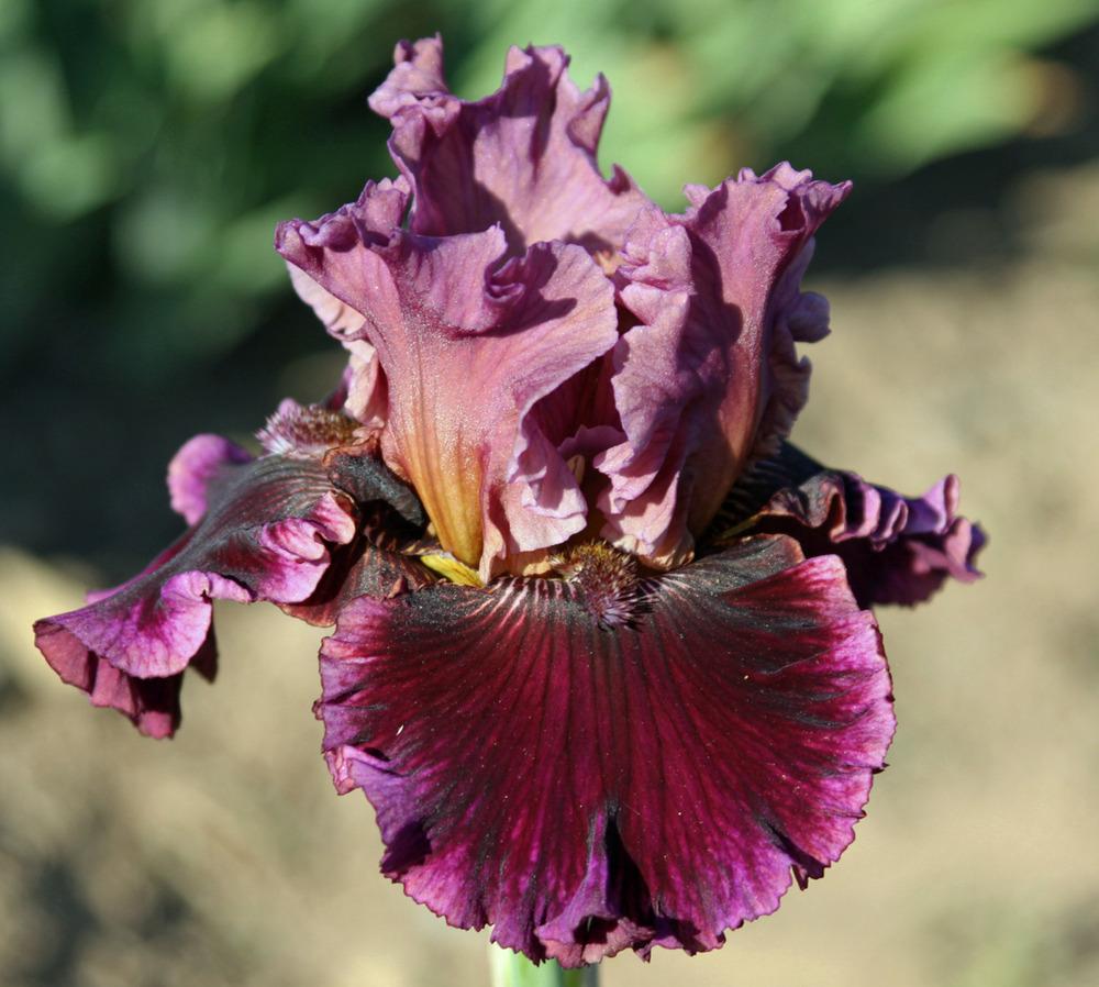 Photo of Tall Bearded Iris (Iris 'Danger Money') uploaded by Snork