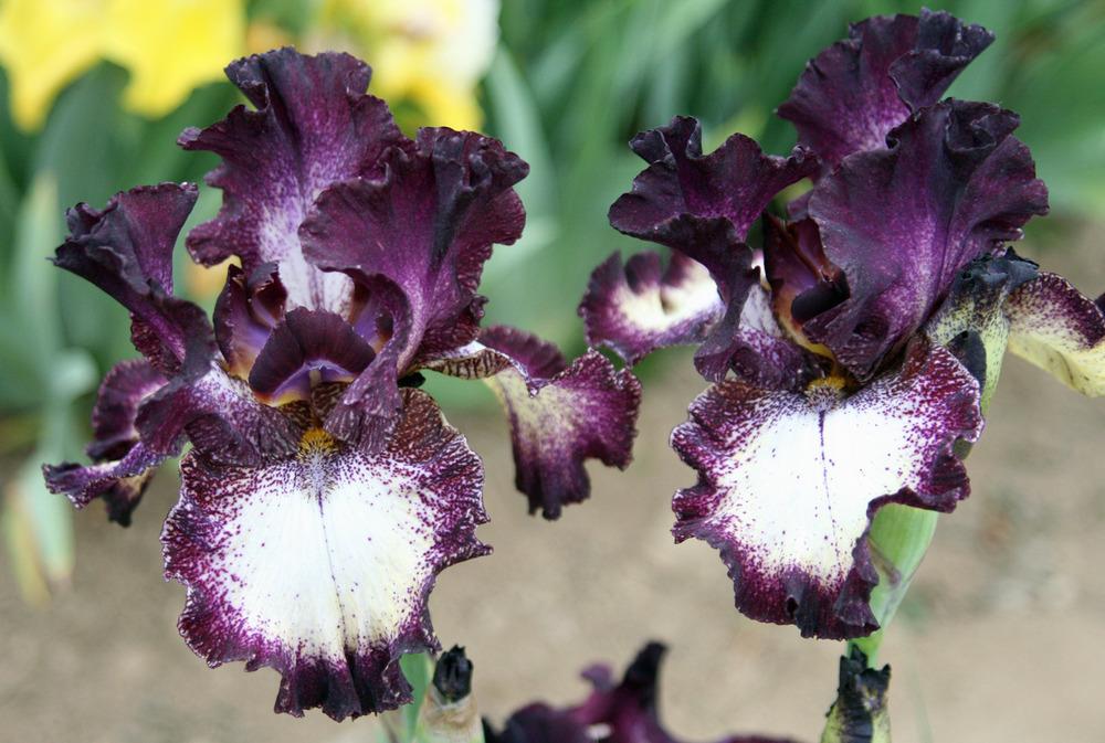 Photo of Tall Bearded Iris (Iris 'Out Walkin'') uploaded by Snork
