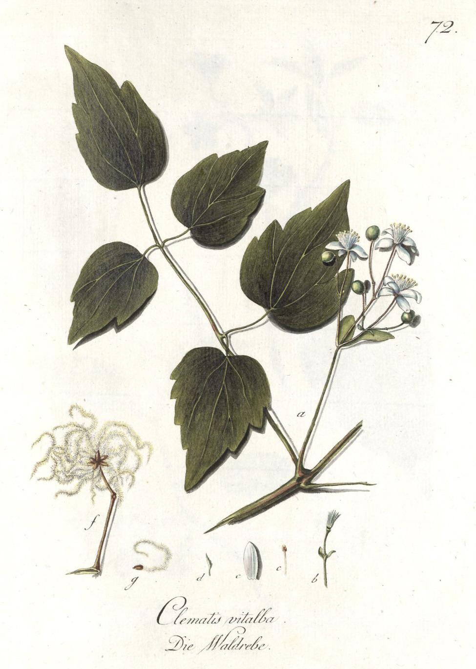 Photo of Clematis (Clematis vitalba) uploaded by admin