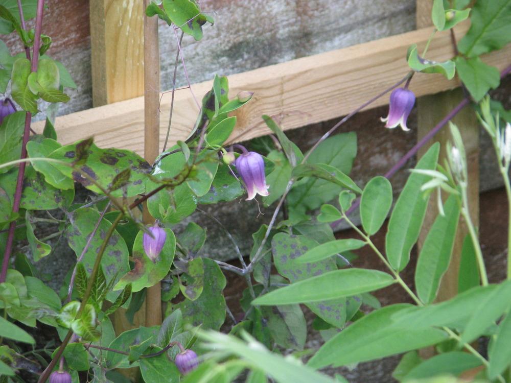 Photo of Clematis (Clematis addisonii) uploaded by admin