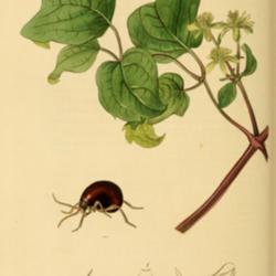 
An illustration from British Entomology by John Curtis 1840