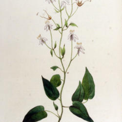 
Date: 2007-03-15
Flora Batava of Afbeeldingen en Beschrijving van Nederlandsche Ge