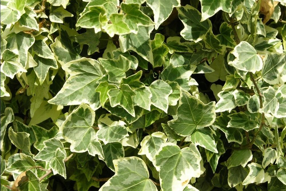 Photo of English Ivy (Hedera helix 'Glacier') uploaded by admin