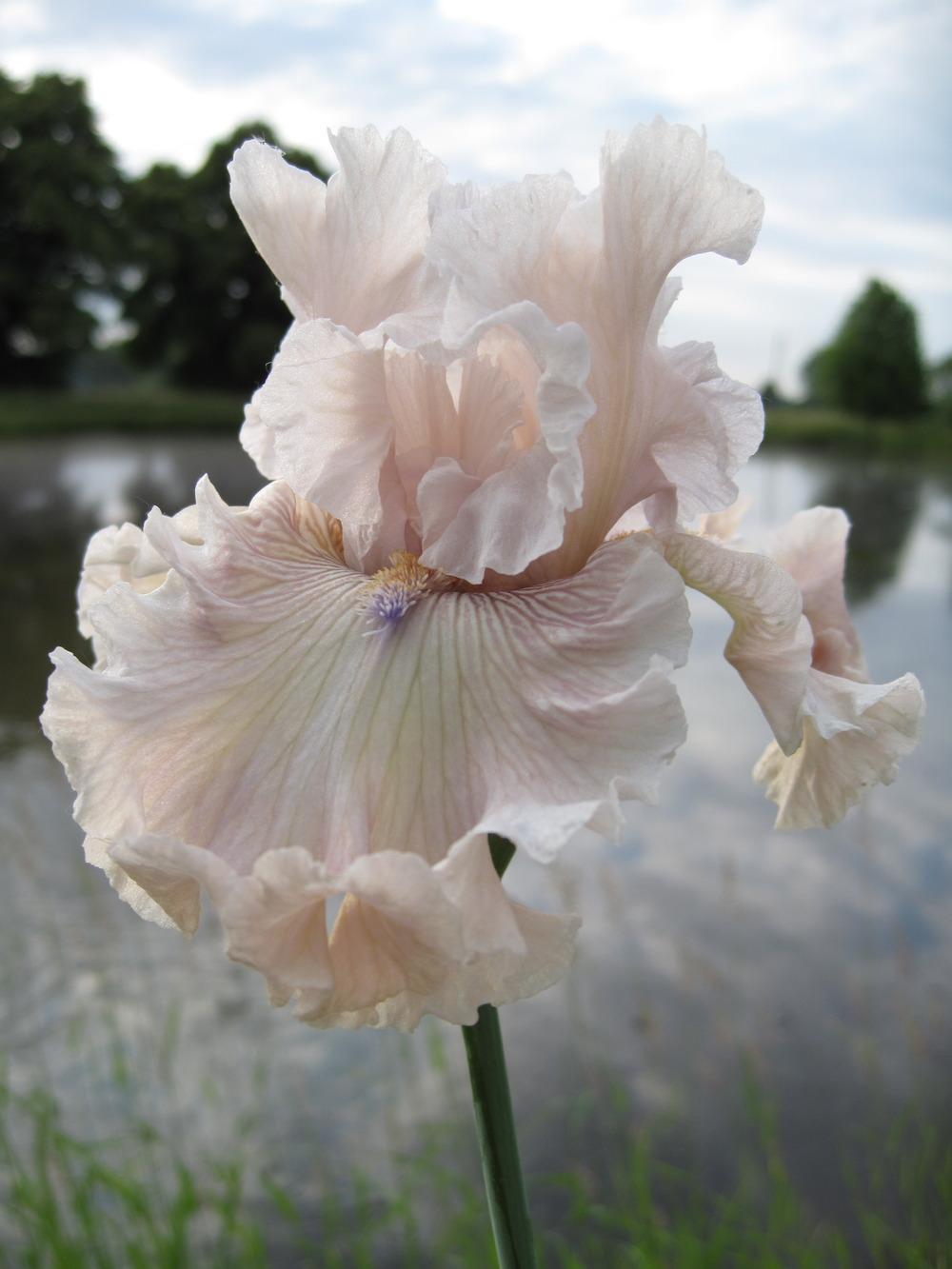 Photo of Tall Bearded Iris (Iris 'Friendly Advice') uploaded by barashka