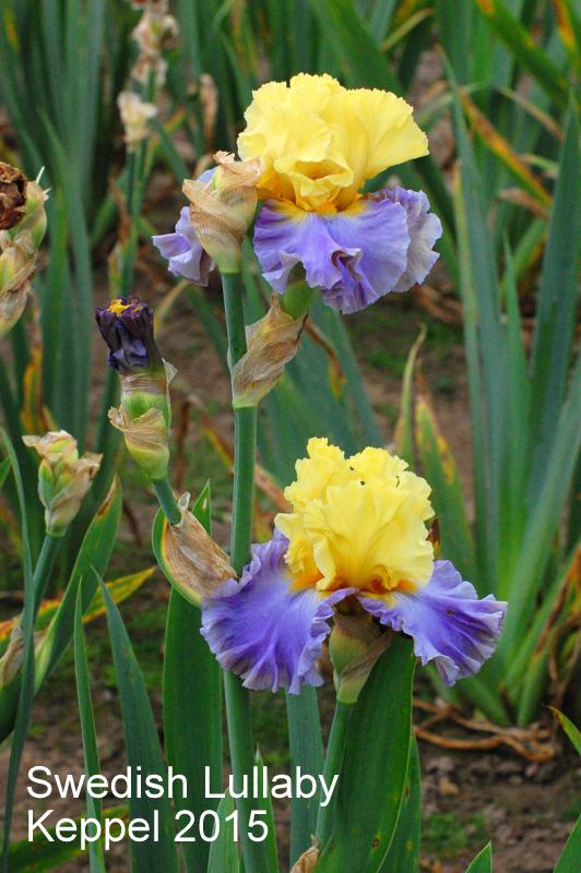 Photo of Tall Bearded Iris (Iris 'Swedish Lullaby') uploaded by coboro