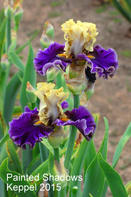 Photo of Tall Bearded Iris (Iris 'Painted Shadows') uploaded by coboro