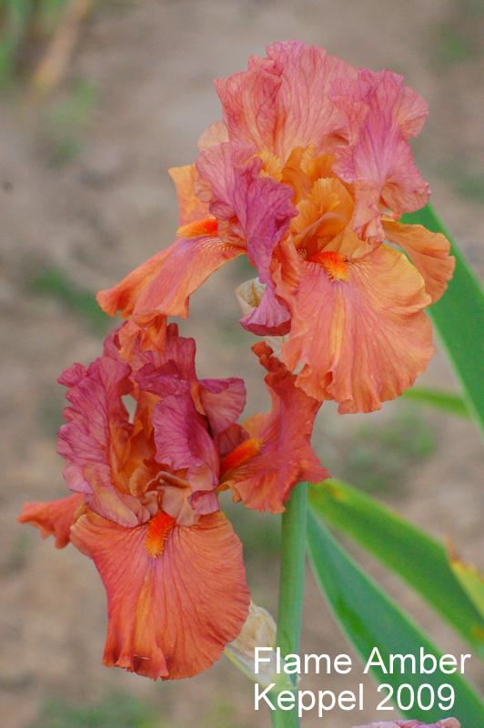Photo of Tall Bearded Iris (Iris 'Flame Amber') uploaded by coboro