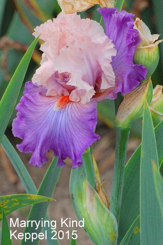Photo of Tall Bearded Iris (Iris 'Marrying Kind') uploaded by coboro