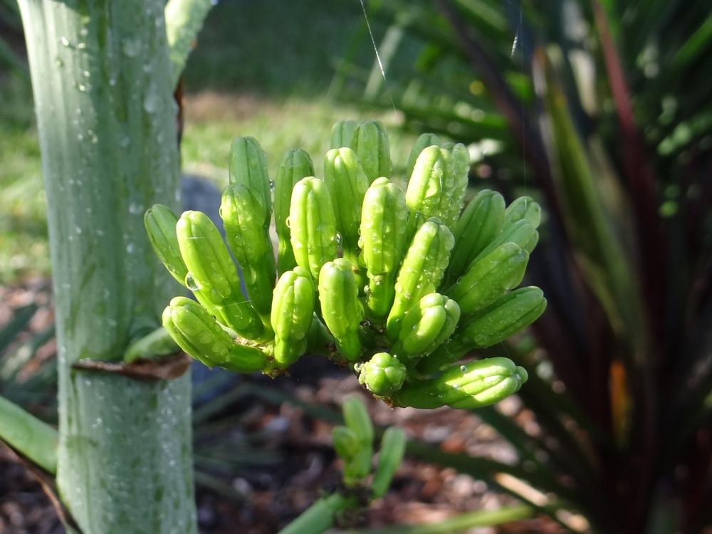 Photo of Smooth Agave (Agave de-meesteriana 'Variegata') uploaded by hawkarica