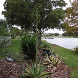 Location: Odessa, FL
Date: 2011-12-07
Agave de-meesteriana 'Variegata' with bloom spike