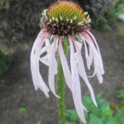 Location: HOME CONEFLOWER GARDEN
Date: 2015-06-10
A VERY TALL, UNIQUE CONEFLOWER....UNFORTUNATELY, IT'S BLOOM TIME 