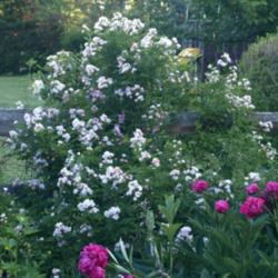 Location: Allentown, Pennsylvania
Date: 2015-05-29
Hybrid shrub rose Rosa x rehderiana