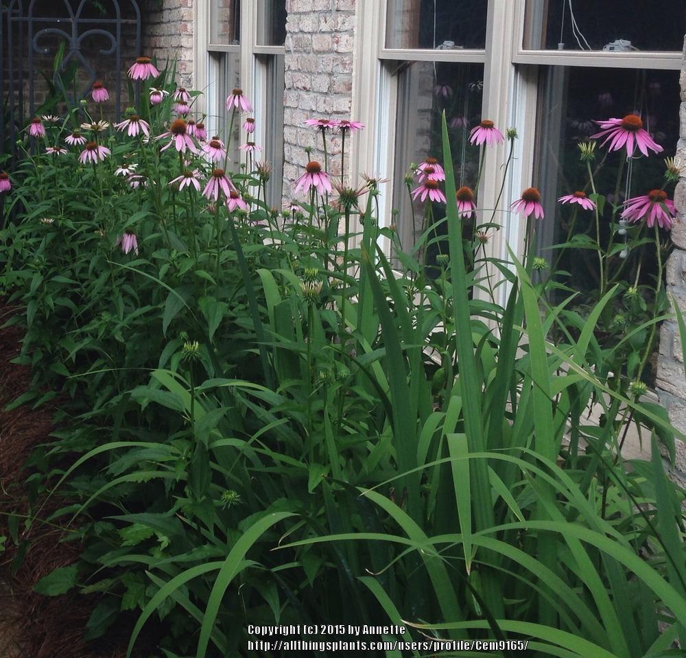 Photo of Coneflowers (Echinacea) uploaded by Cem9165