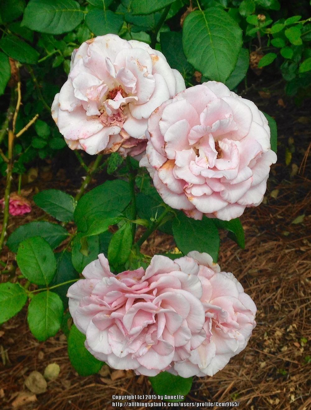 Photo of Rose (Rosa 'Neptune') uploaded by Cem9165