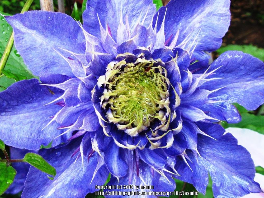 Photo of Clematis 'Multi Blue' uploaded by Jasmin