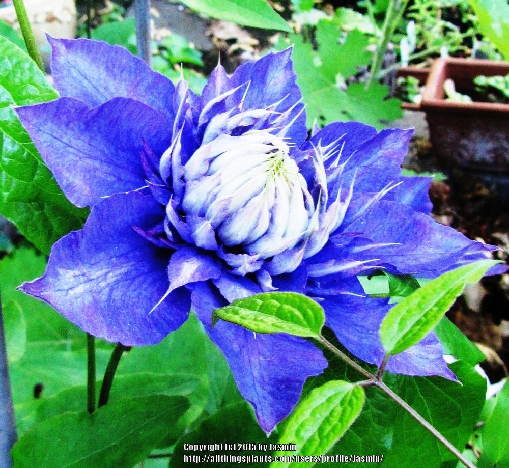 Photo of Clematis 'Multi Blue' uploaded by Jasmin