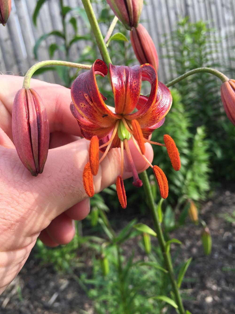 Photo of Martagon Lily (Lilium x dalhansonii) uploaded by Joebass