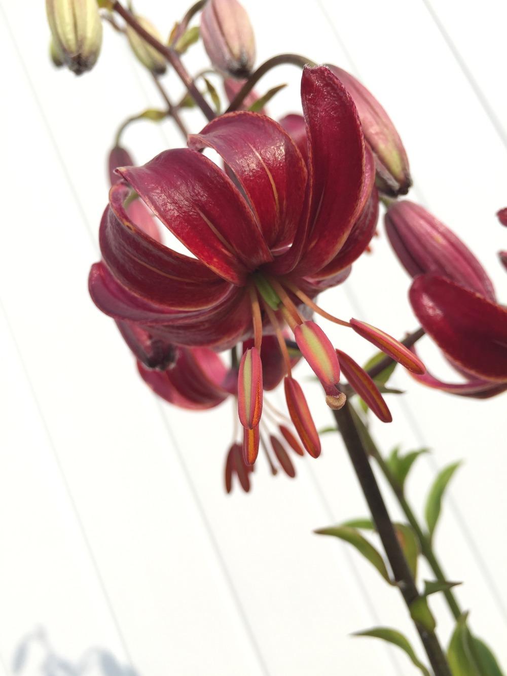 Photo of Lily (Lilium 'Claude Shride') uploaded by Joebass