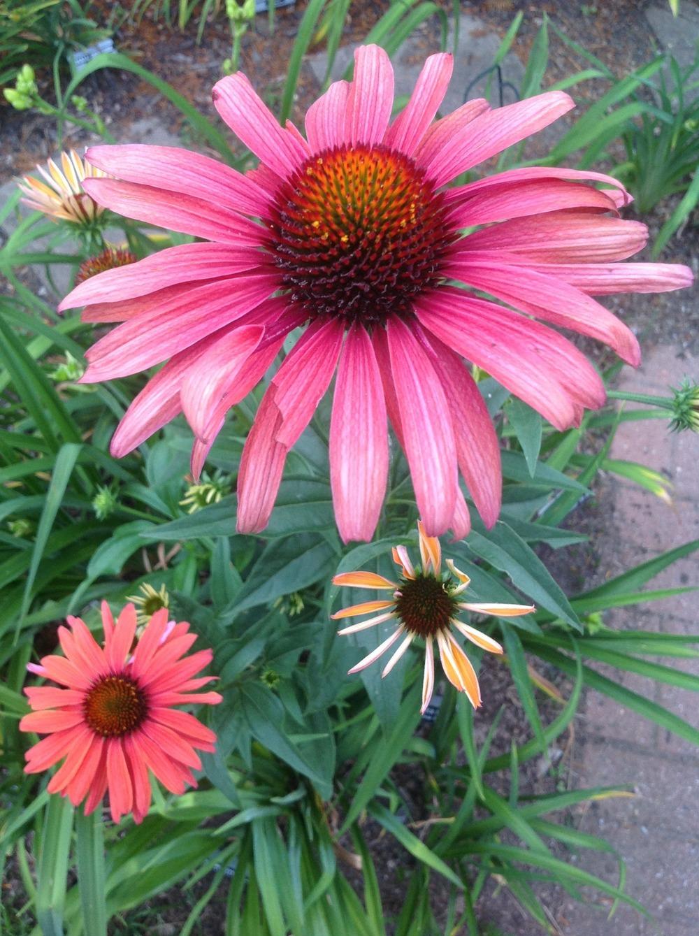 Photo of Coneflower (Echinacea 'Hot Summer') uploaded by Lilydaydreamer