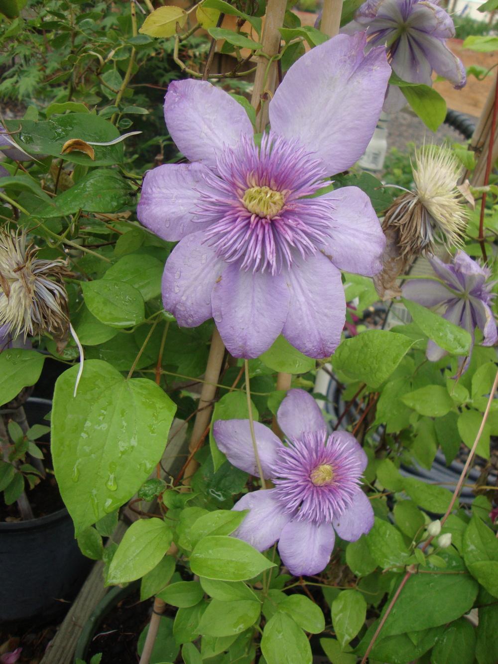 Photo of Clematis Blue Light™ uploaded by Paul2032