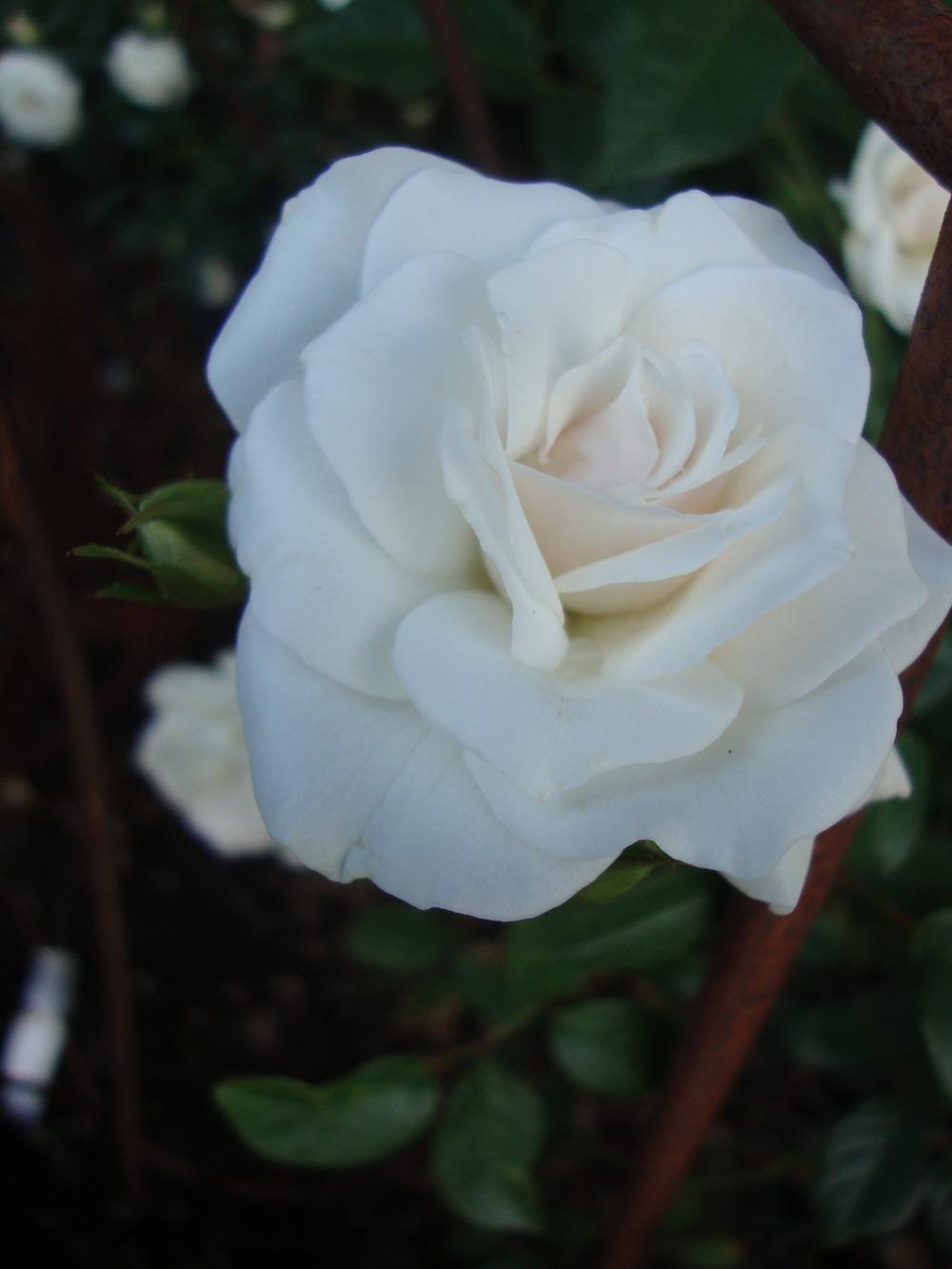 Photo of Rose (Rosa 'Iceberg') uploaded by Paul2032