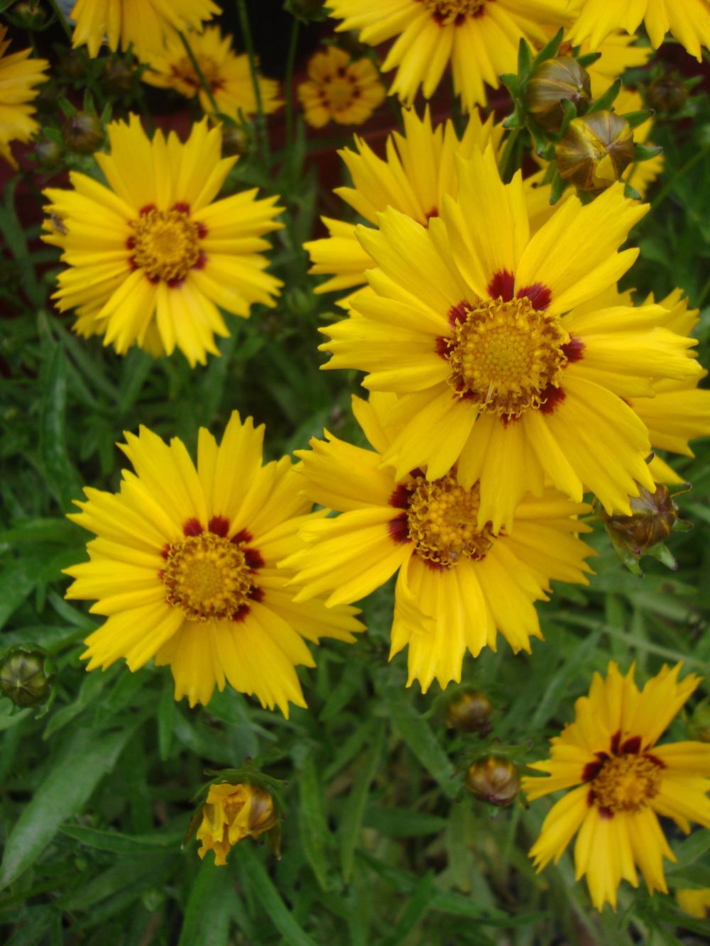 Photo of Tickseeds (Coreopsis) uploaded by Paul2032