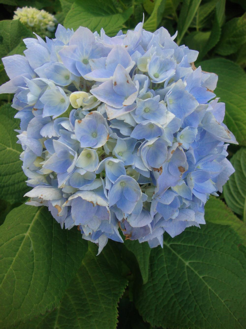 Photo of Bigleaf Hydrangea (Hydrangea macrophylla Endless Summer® The Original) uploaded by Paul2032