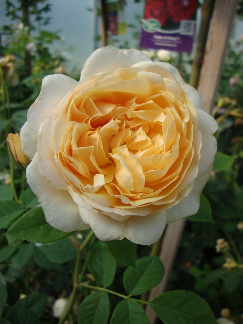 Photo of Rose (Rosa 'Teasing Georgia') uploaded by Paul2032