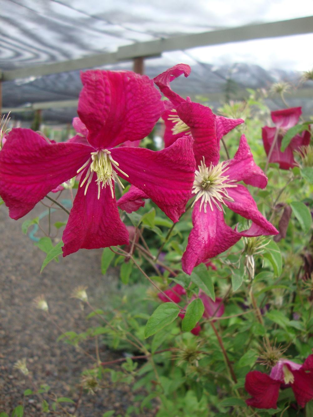 Photo of Clematis (Clematis viticella 'Madame Julia Correvon') uploaded by Paul2032