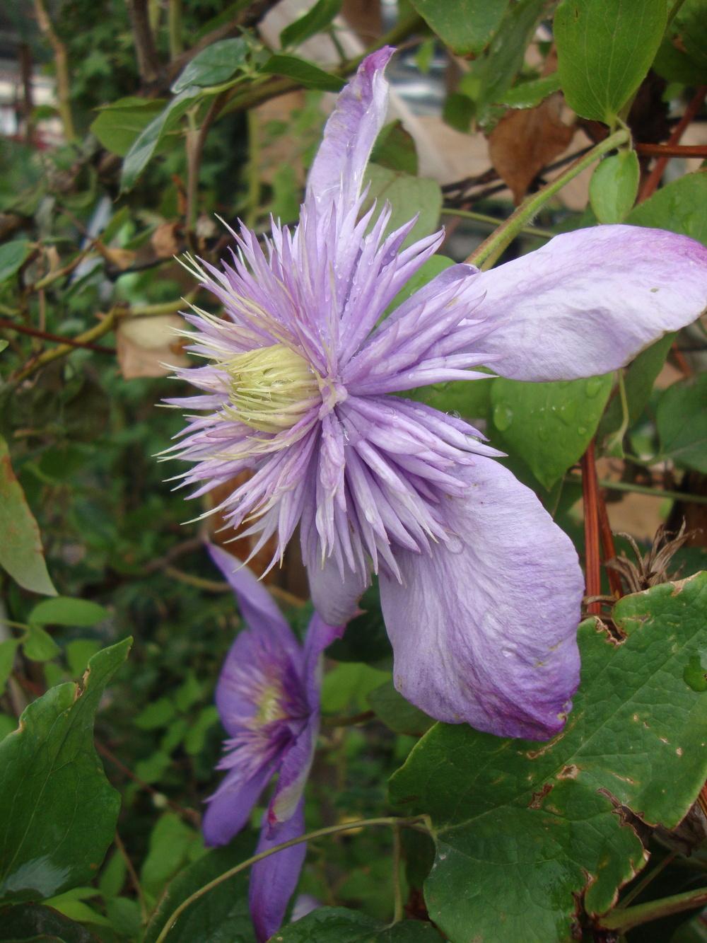 Photo of Clematis Blue Light™ uploaded by Paul2032