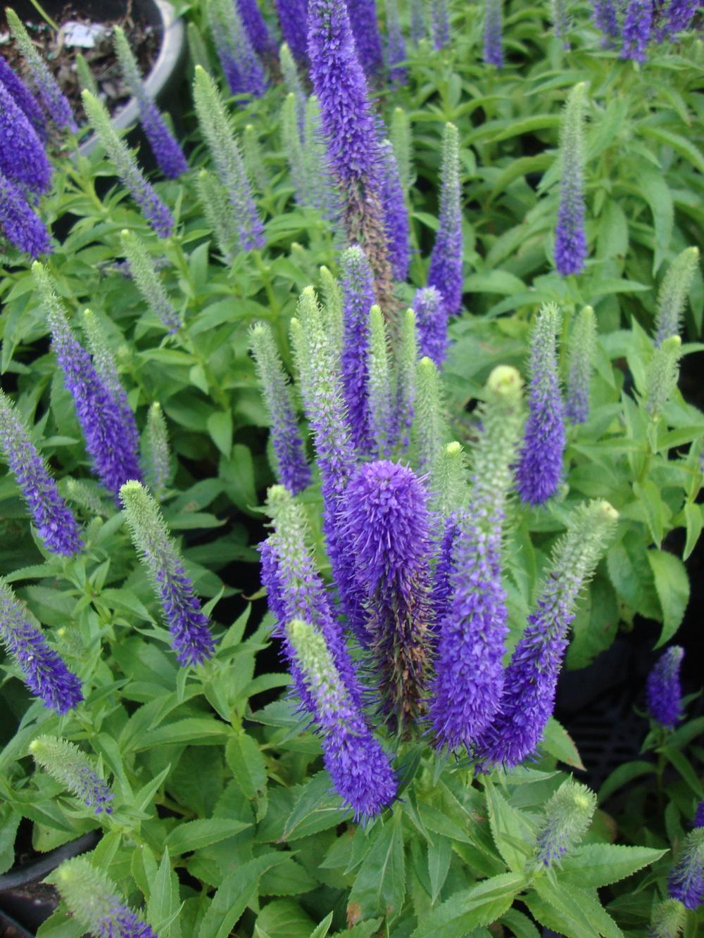 Photo of Spike Speedwell (Veronica spicata Royal Candles) uploaded by Paul2032