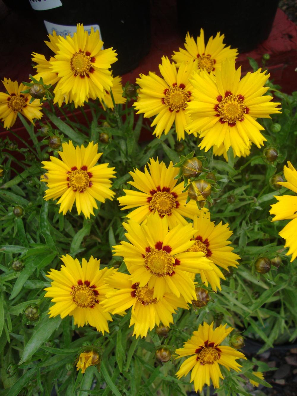 Photo of Tickseeds (Coreopsis) uploaded by Paul2032