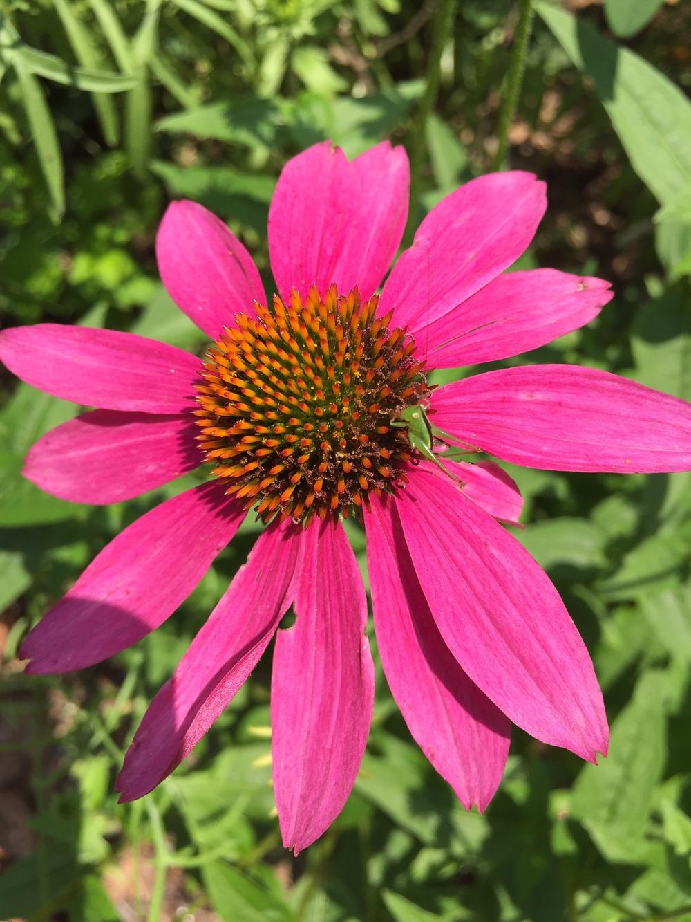 Photo of Coneflowers (Echinacea) uploaded by SCButtercup