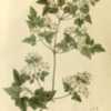 Plantae Asiaticae Rariores 1830