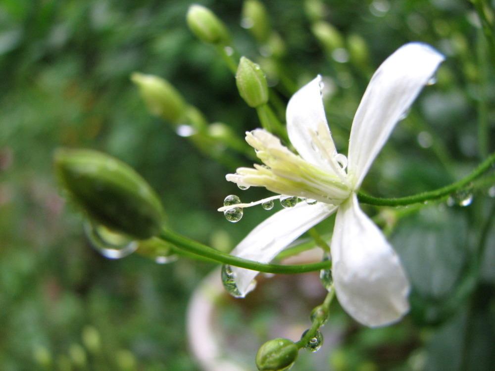 Photo of American Virgin's Bower (Clematis virginiana) uploaded by admin
