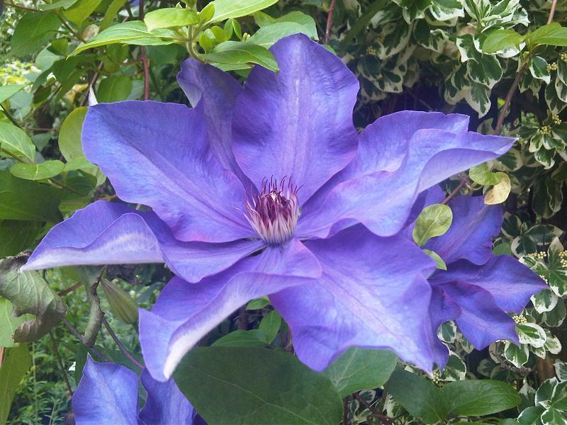 Photo of Clematis 'The President' uploaded by admin