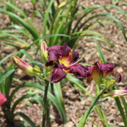 Location: East Texas Daylilies in Athens, Texas
Date: 2015-05-31