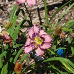 Location: East Texas Daylilies in Athens, Texas
Date: 2015-05-31