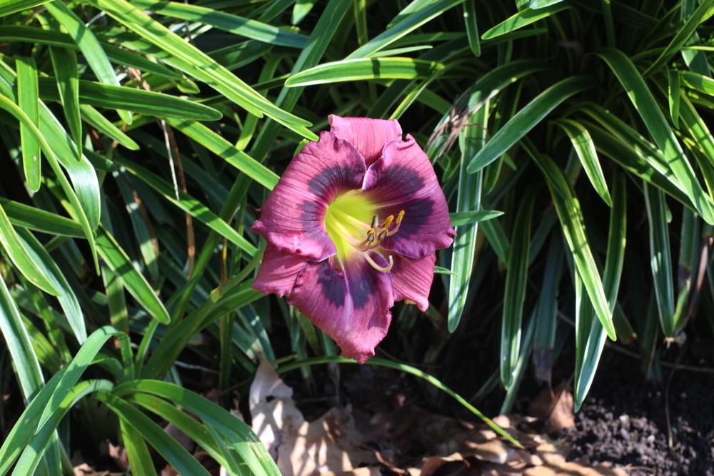 Photo of Daylily (Hemerocallis 'Beaming Blessings') uploaded by dave