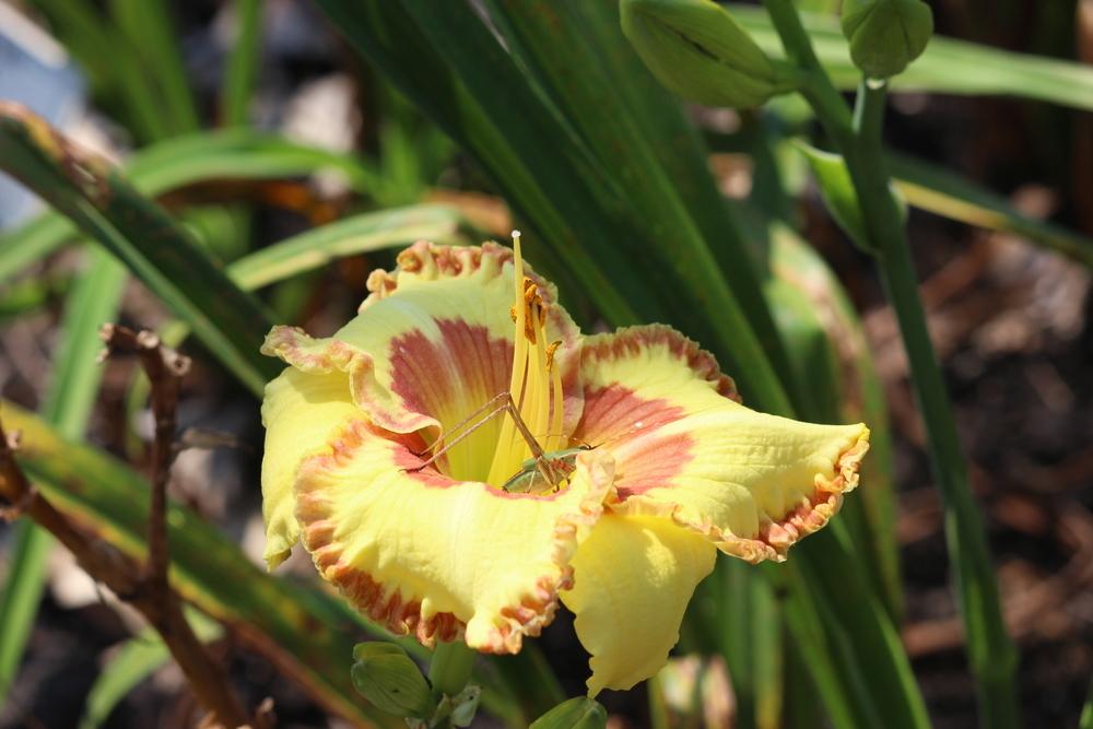 Photo of Daylily (Hemerocallis 'Magic Attraction') uploaded by dave