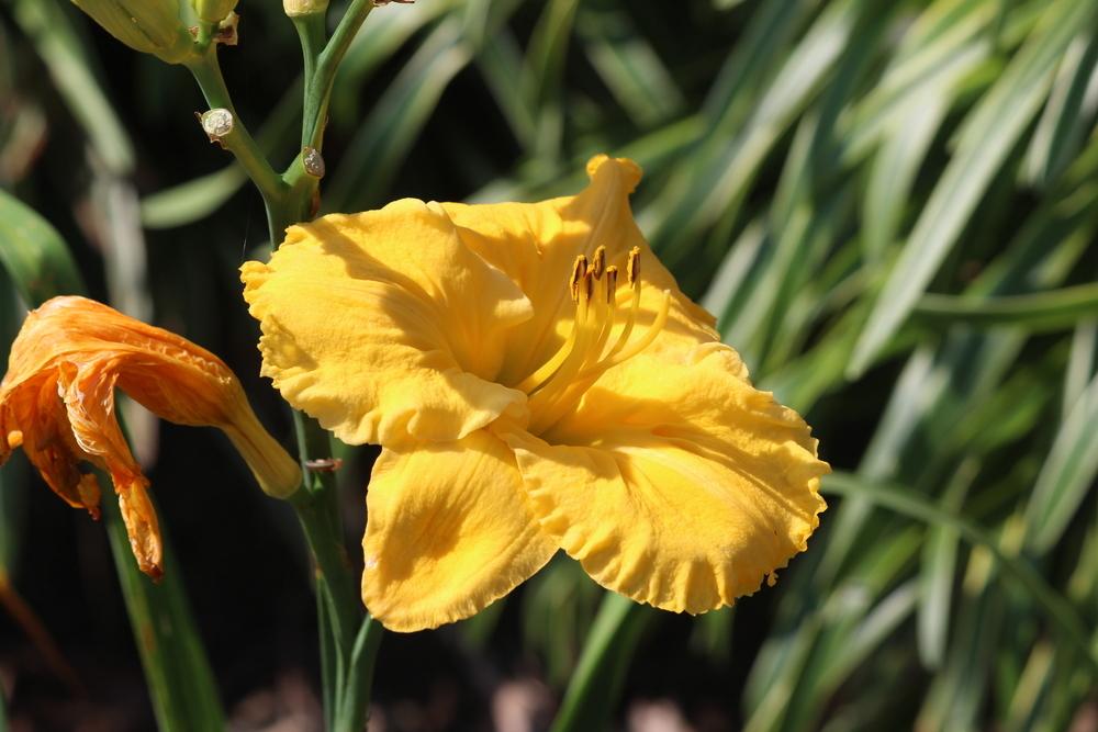 Photo of Daylily (Hemerocallis 'Song of the Empire') uploaded by dave