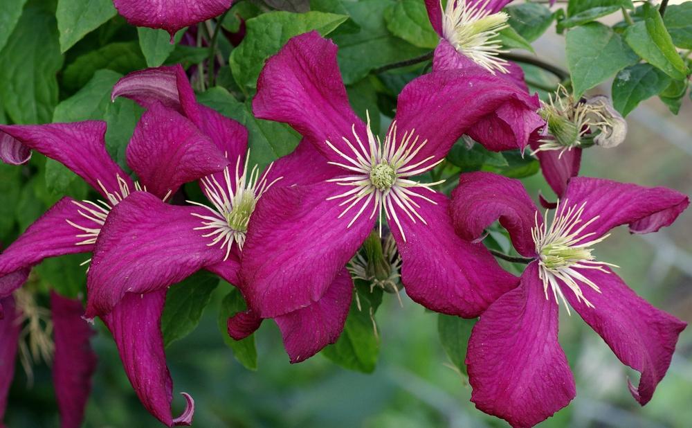 Photo of Clematis (Clematis viticella 'Madame Julia Correvon') uploaded by dirtdorphins