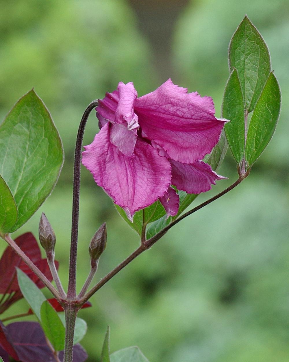 Photo of Clematis (Clematis integrifolia 'Alionushka') uploaded by dirtdorphins